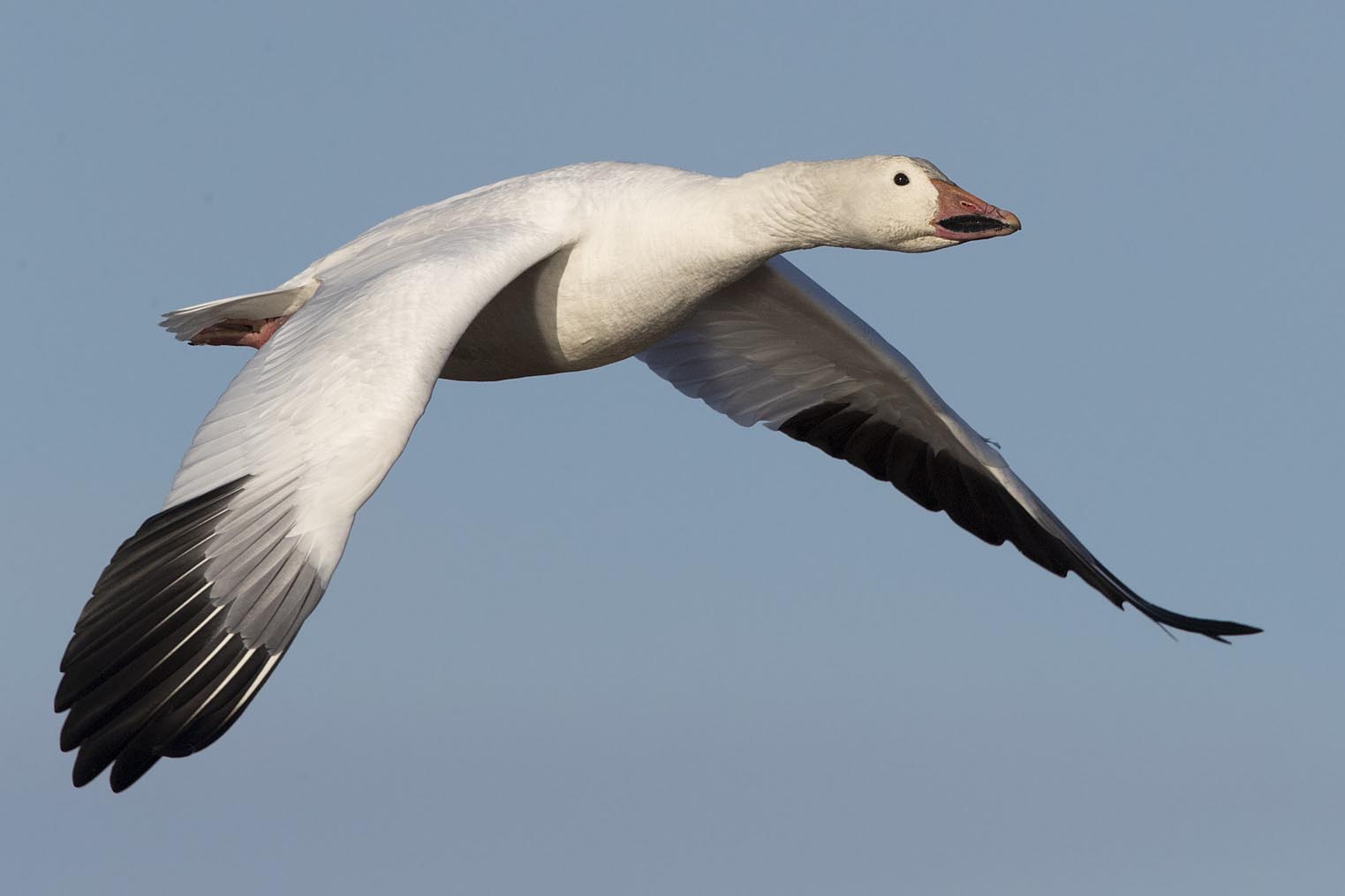 Do Snow Geese Fly South at Roberto Diaz blog
